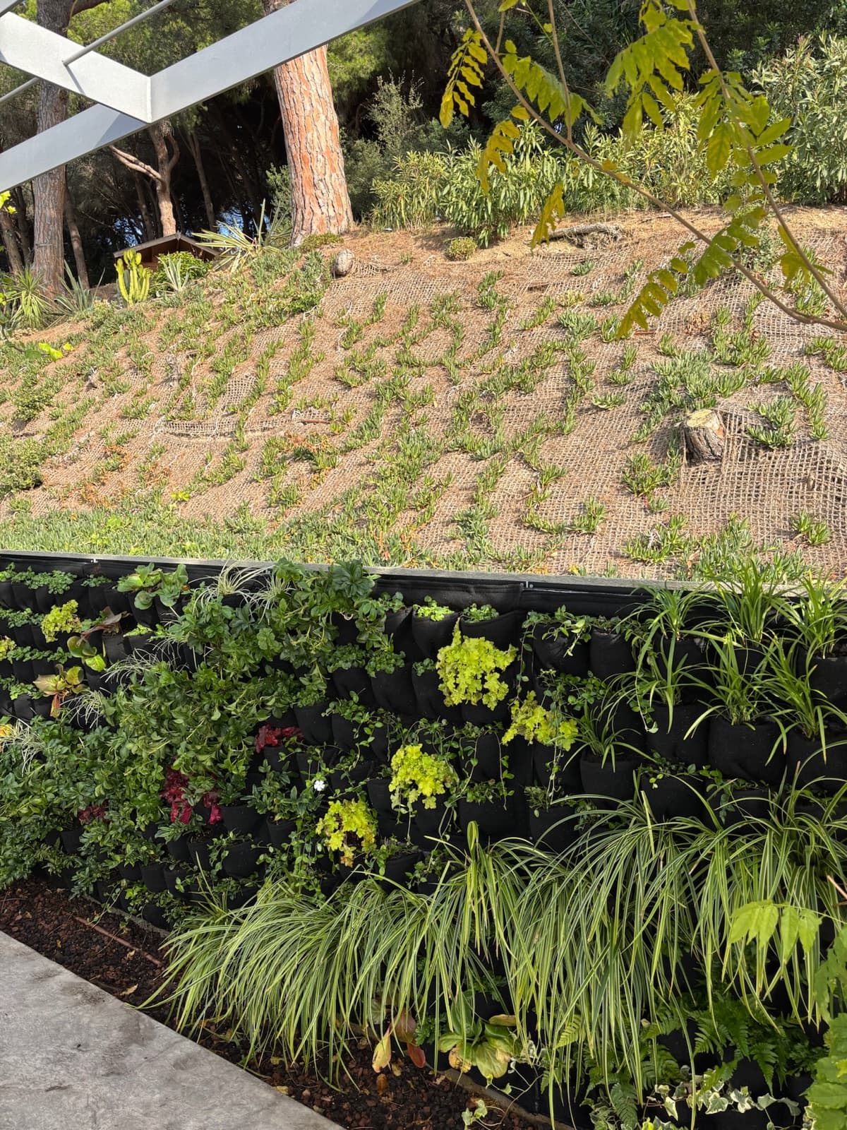 Muro vegetal recién plantado