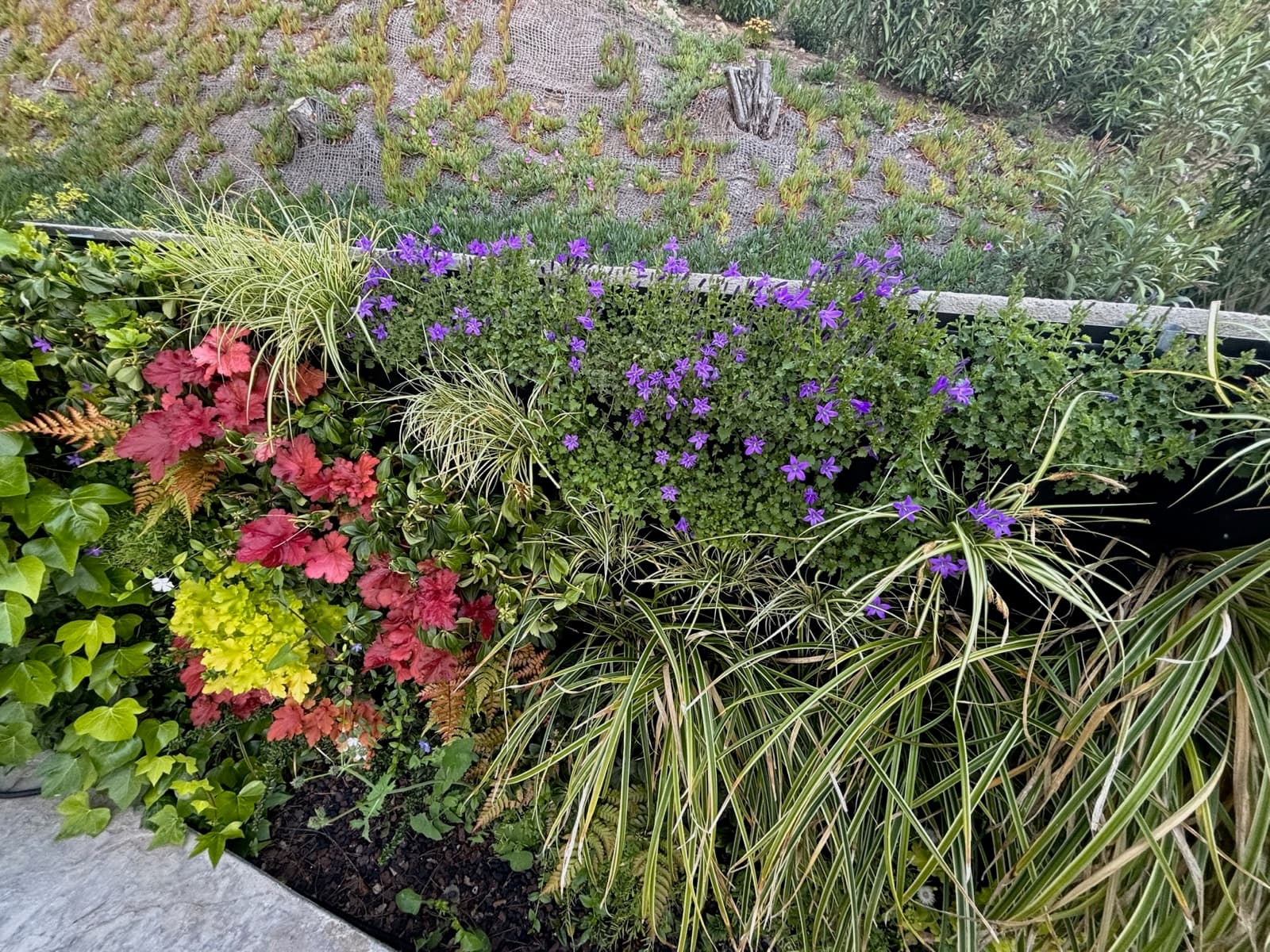 Muro vivo en flor