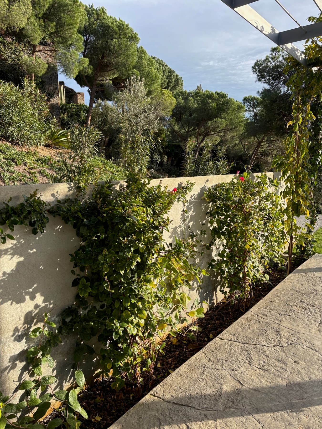 Antes: Pared con enredaderas